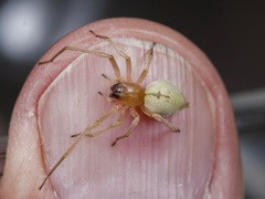 Cheiracanthium virescens