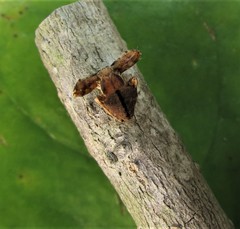 Ideocaira transversa