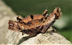Ideocaira transversa