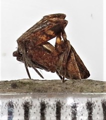 Ideocaira transversa