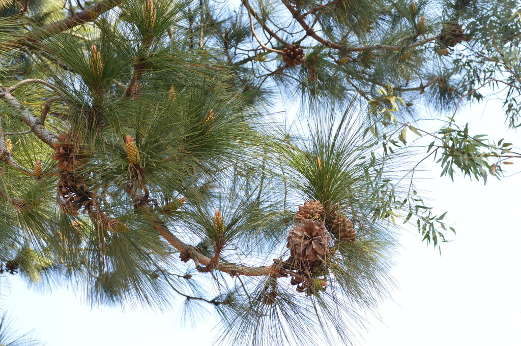 Pinus roxburghii - council-listed tree