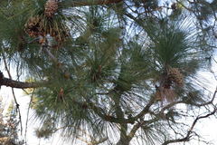 Pinus roxburghii