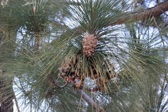 Pinus roxburghii