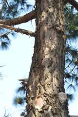Pinus roxburghii