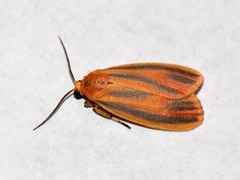 Hypoprepia miniata