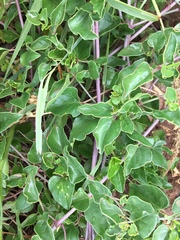 Stevia lucida