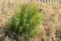 Pinus roxburghii