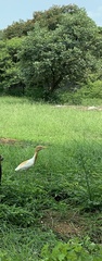 Bubulcus ibis