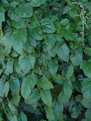 Pyrenacantha scandens