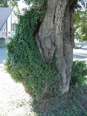 Pyrenacantha scandens