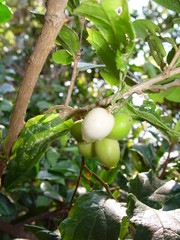 Pyrenacantha scandens