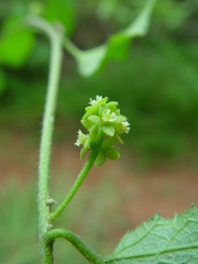 Pyrenacantha scandens