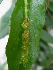 Pyrenacantha scandens