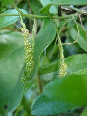 Pyrenacantha scandens