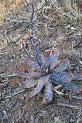 Aloe transvaalensis