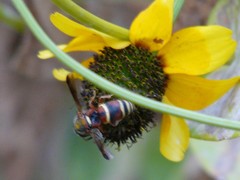 Euodynerus hidalgo hidalgo