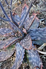Aloe transvaalensis