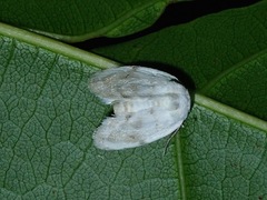 Niphopyralis