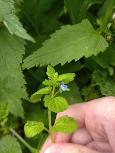 Veronica opaca iNat (2)
