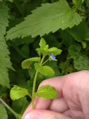 Veronica opaca