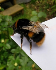Bombus terrestris audax