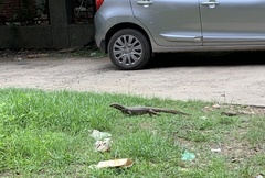 Varanus bengalensis