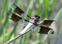 Plathemis lydia