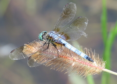 Pachydiplax longipennis