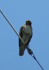 Buteo jamaicensis