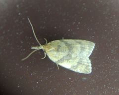 Sparganothis pilleriana