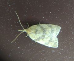 Sparganothis pilleriana
