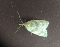 Sparganothis pilleriana