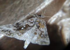 Autographa pulchrina