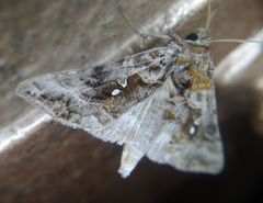 Autographa pulchrina