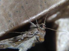 Autographa pulchrina