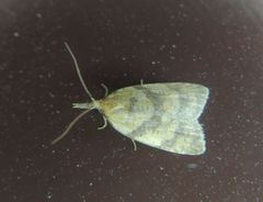 Sparganothis pilleriana