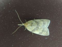 Sparganothis pilleriana