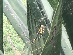 Trichonephila senegalensis