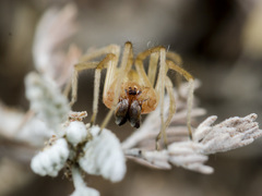 Cheiracanthium virescens