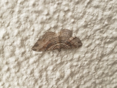 Costaconvexa