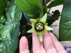 Passiflora coriacea
