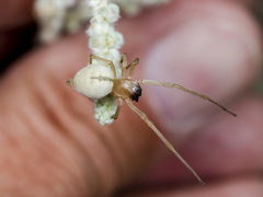 Cheiracanthium virescens