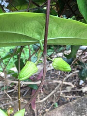 Passiflora coriacea