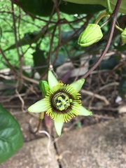 Passiflora coriacea