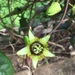 Passiflora coriacea - Photo (c) Carrie Seltzer, some rights reserved (CC BY-NC), uploaded by Carrie Seltzer