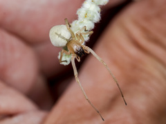 Cheiracanthium virescens