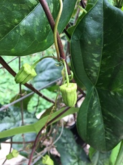 Passiflora coriacea