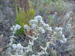 Teucrium capitatum