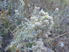Teucrium capitatum