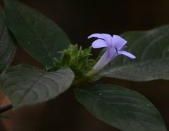 Barleria terminalis